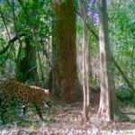 Promueve Gobierno de Tamaulipas programas de conservación de fauna